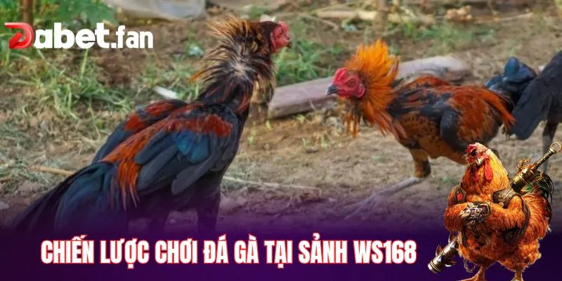 Chiến lược chơi đá gà tại sảnh WS168 