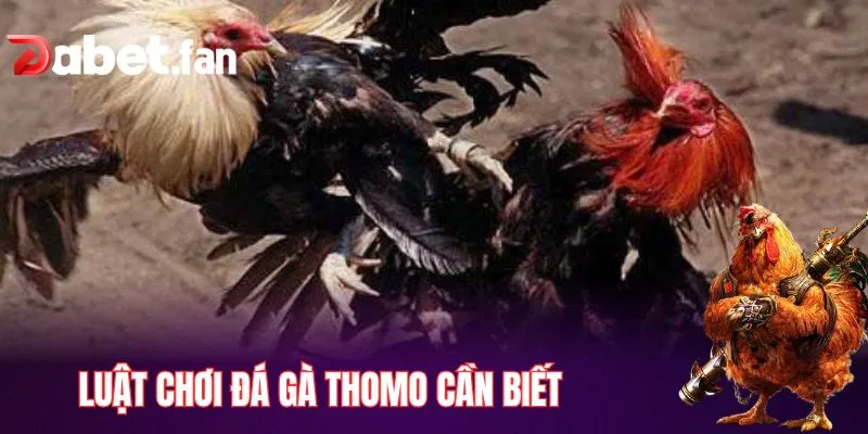 Luật chơi đá gà Thomo và những điều cần biết