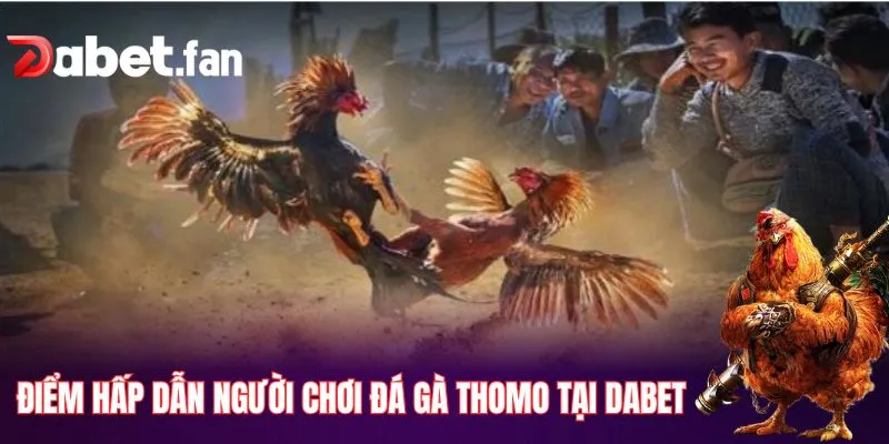 Những điểm hấp dẫn người chơi đá gà Thomo tại DABET