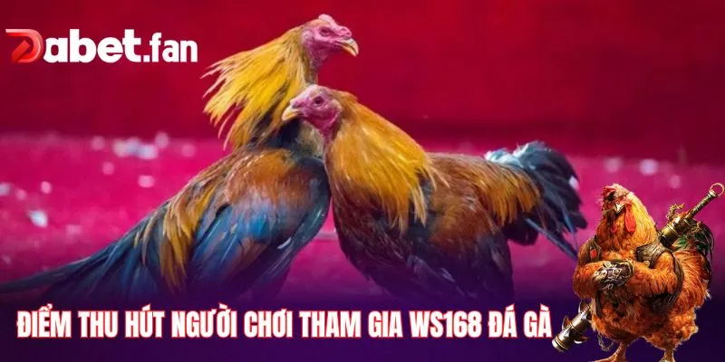 Những điểm thu hút người chơi tham gia WS168 đá gà