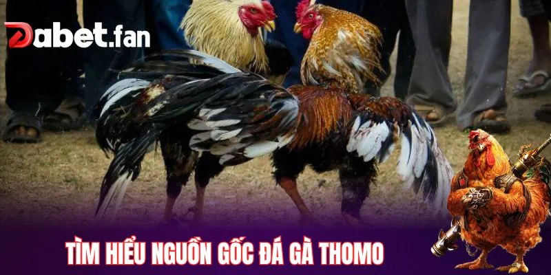 Tìm hiểu nguồn gốc đá gà Thomo