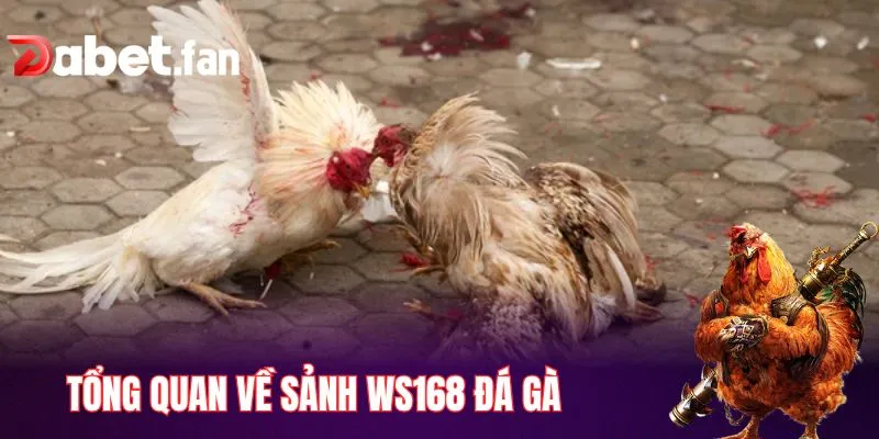 Tổng quan về sảnh WS168 đá gà